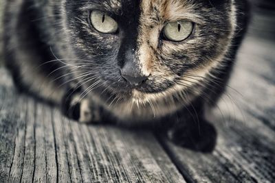 Close-up portrait of cat on floor