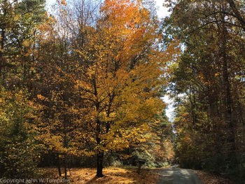 Trees in park