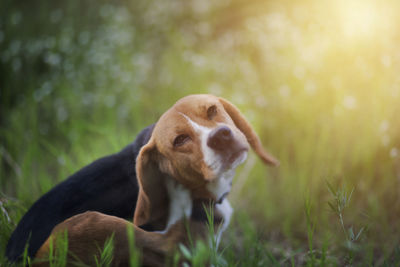 Dog looking away on field