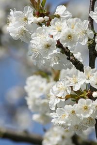 Close-up of apple blossoms in spring