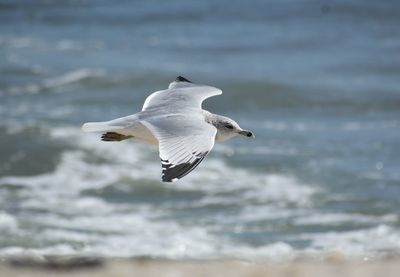 Seagull flying over sea