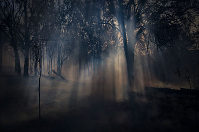 Trees in forest during foggy weather