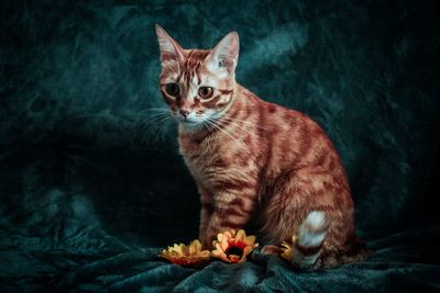 Portrait of cat sitting on floor