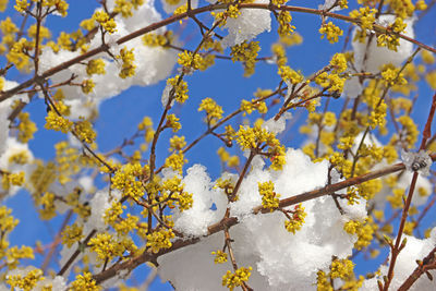 Low angle view of cherry blossom tree