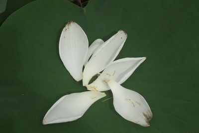 Close-up of white lily