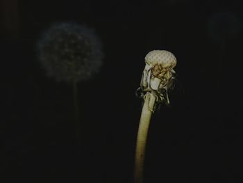 Close-up of wilted flower against black background