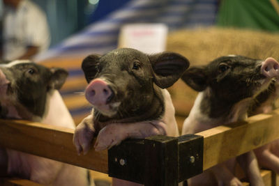 Close-up of sheep