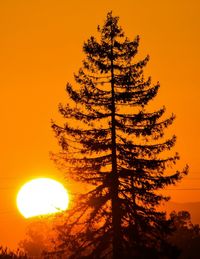 Silhouette of trees at sunset