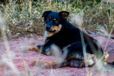 Portrait of black dog sitting on land