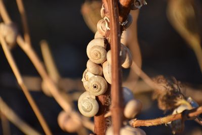 Close-up of snails on plant stem