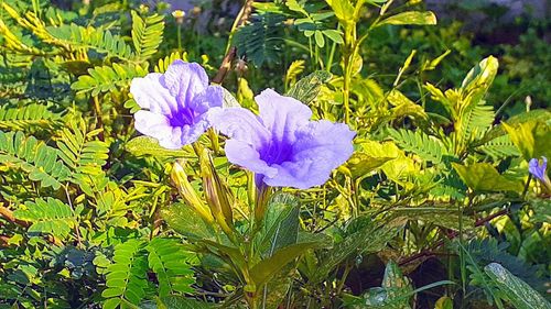 Close-up of purple flowering plants