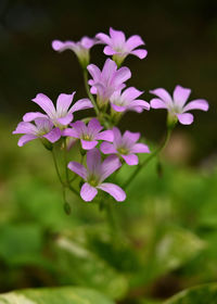 Close-up of purple flowering plant