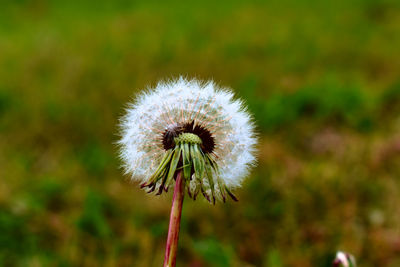 Close-up of dandelion flower