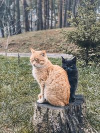 Cat sitting in a forest