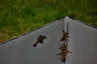 Close-up of birds perching on metal