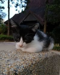 Close-up of a cat looking away