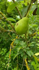 Close-up of fruit growing on tree