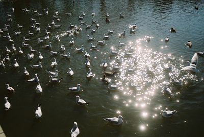 Ducks swimming in water