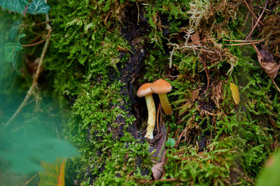 High angle view of mushrooms growing on tree trunk