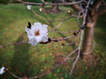 Close-up of flower against blurred background