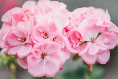 Close-up of pink flowers