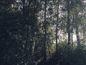 Low angle view of trees against sky