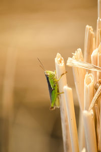 Close-up of insect