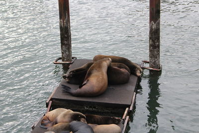 High angle view of horse in lake