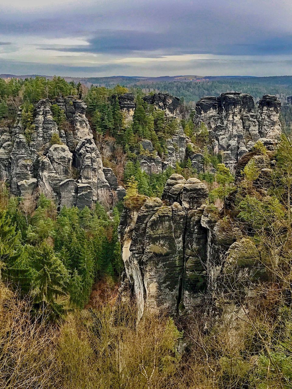 PLANTS GROWING ON ROCK FORMATION