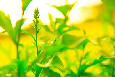 Close-up of fresh green plant