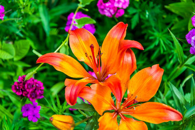 Close-up of day lily blooming outdoors