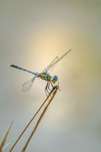 Close-up of dragonfly on plant