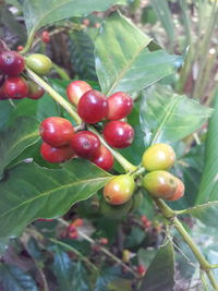 Close-up of red berries growing on tree