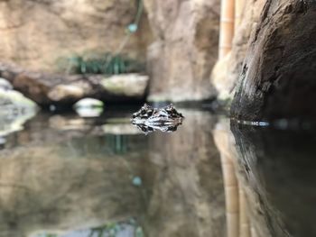 Bird on rock in lake