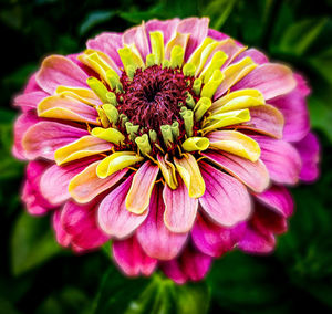 Close-up of pink flower