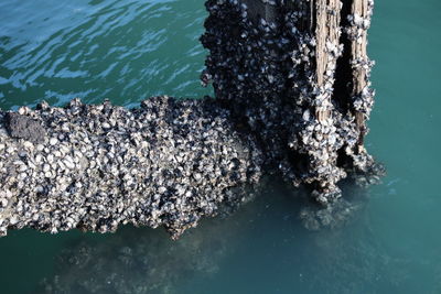 High angle view of rock in sea