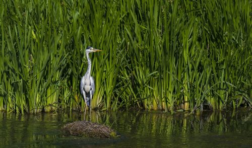 High angle view of gray heron perching on lake