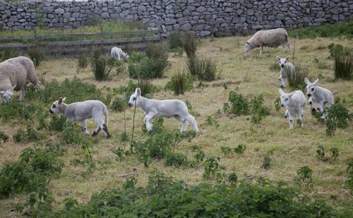 Sheep in a field