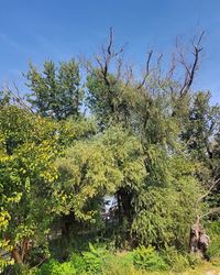 Plants growing on land against sky