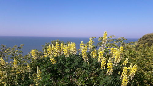 Yellow flowers growing by sea against clear blue sky