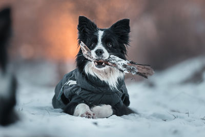 Portrait of a dog on snow field