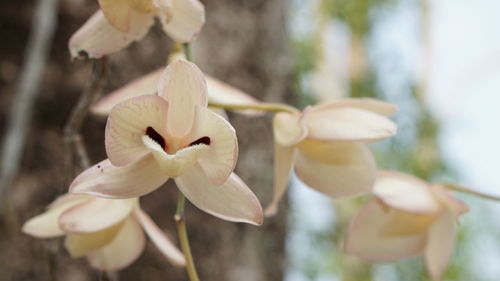 Close-up of white flowering plant
