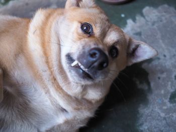 Close-up portrait of a dog