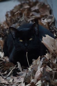 Close-up portrait of black cat