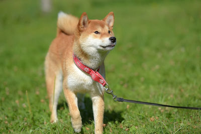 View of a dog looking away on field