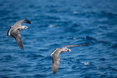 Seagull flying over sea