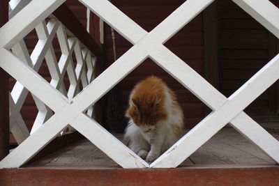 Cat lying on railing
