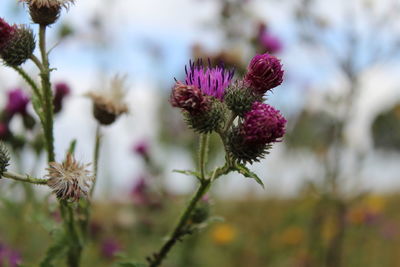 Close-up of thistle blooming outdoors