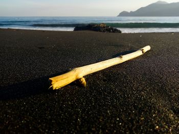 Close-up of yellow leaf on beach against sky