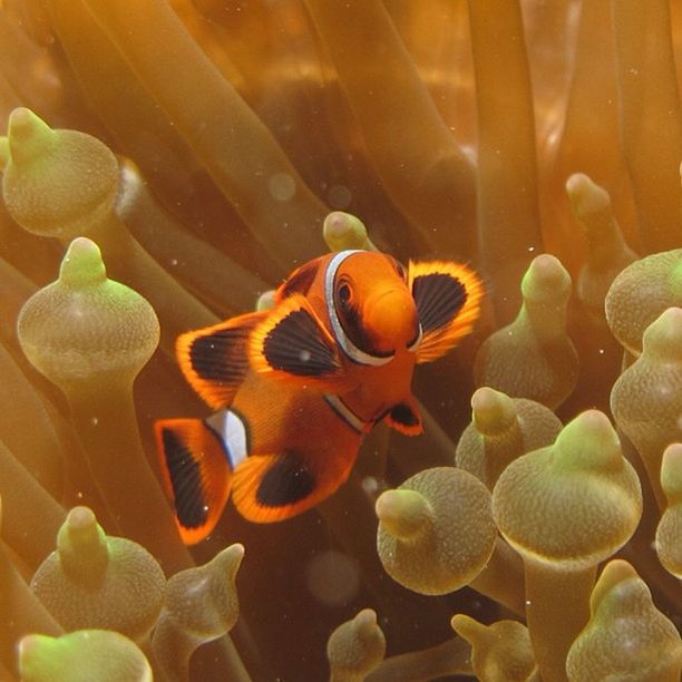 animal themes, animals in the wild, wildlife, swimming, water, underwater, one animal, sea life, nature, beauty in nature, fish, orange color, undersea, close-up, sea, no people, zoology, two animals, outdoors